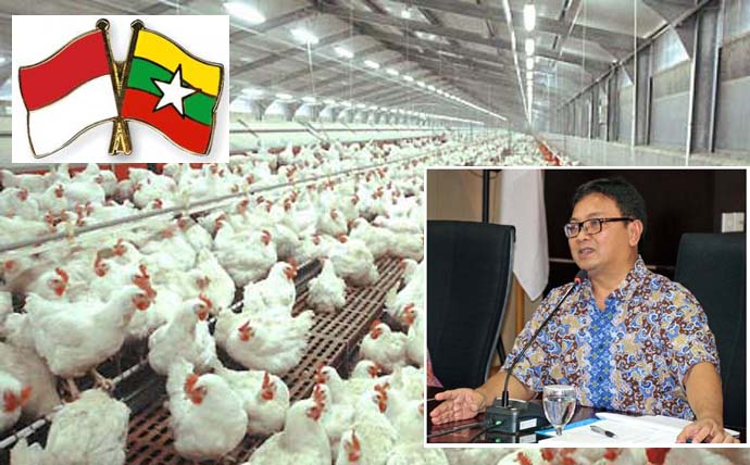 Dirjen Peternakan: Pemerintah Dorong Ekspor Unggas melalui Deregulasi